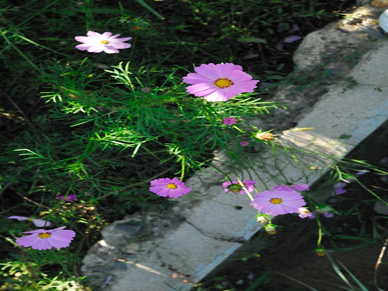 津南区院 牛桂尧摄影作品《雏菊》